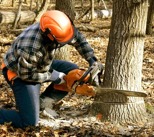 Tree Removal in Robinson, KS
